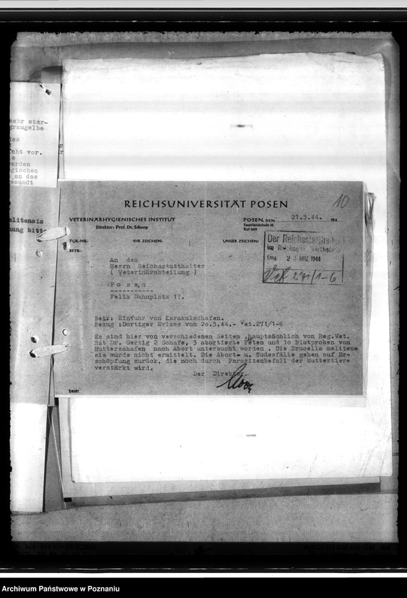 Obraz 14 z jednostki "Einfuhr von Karakulschafen aus den Besetzten Ostgebieten"