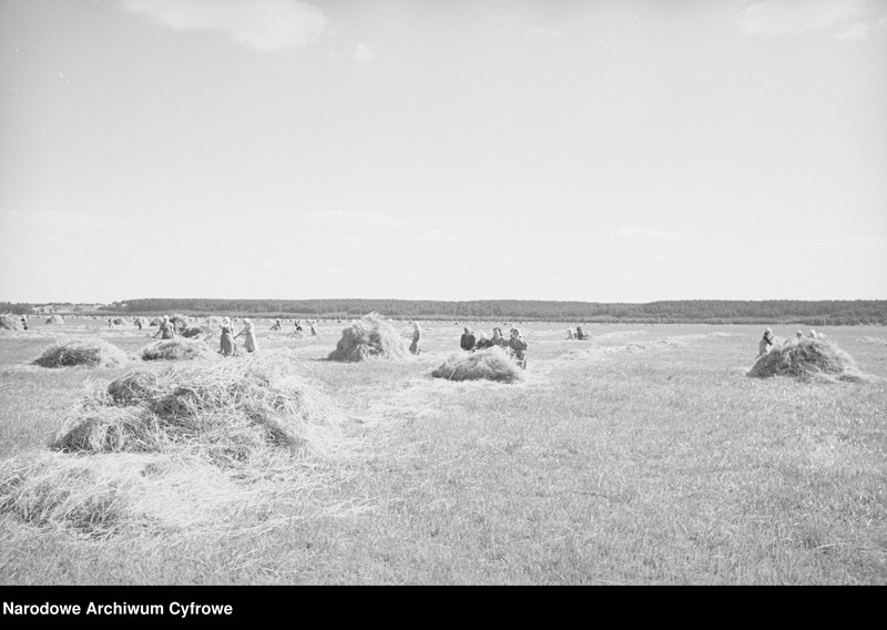 image.from.unit.number "Rolnictwo. Łąki, sianokosy"