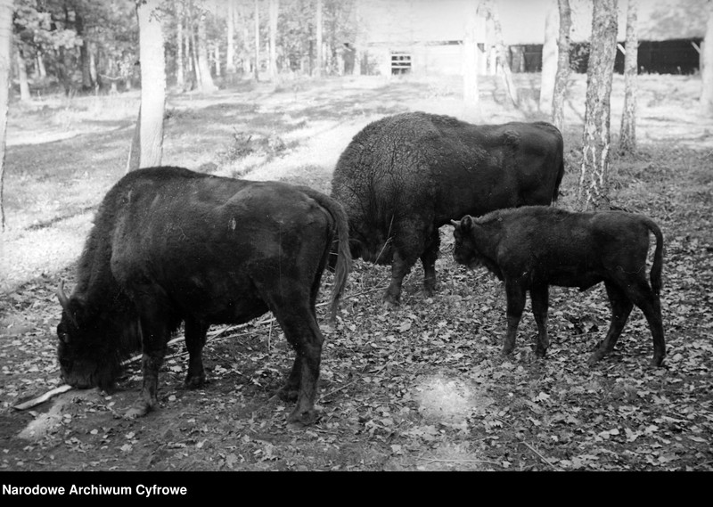 image.from.unit.number "Białowieża"