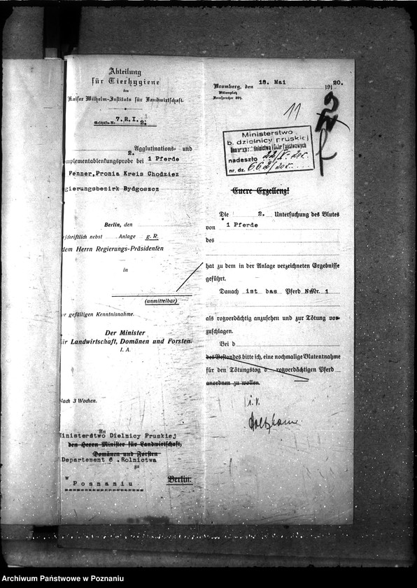 Obraz 16 z jednostki "Nosacizna - Chodzież"