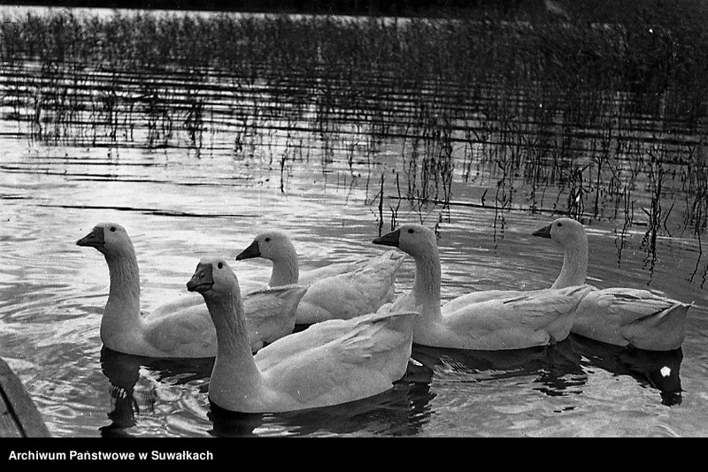 image.from.unit.number "Łabędzie na jeziorze."