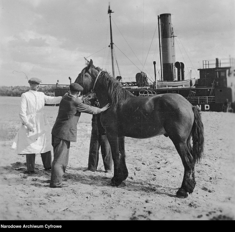 image.from.unit.number "Dostawa koni do Polski z inicjatywy Organizacji Narodów Zjednoczonych do Spraw Pomocy i Odbudowy UNRRA"