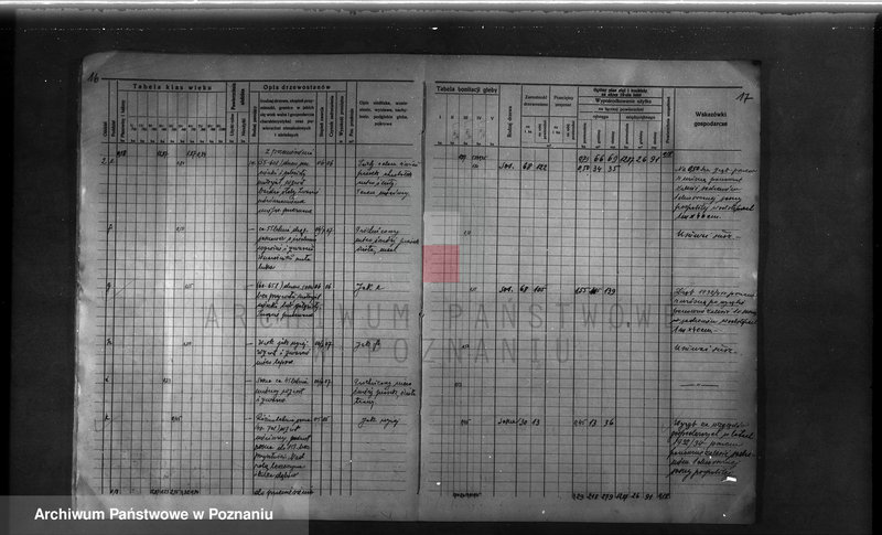 Obraz 17 z jednostki "Probostwo Stoki" powiat międzychodzki plan urządzenia gospodarstwa leśnego"