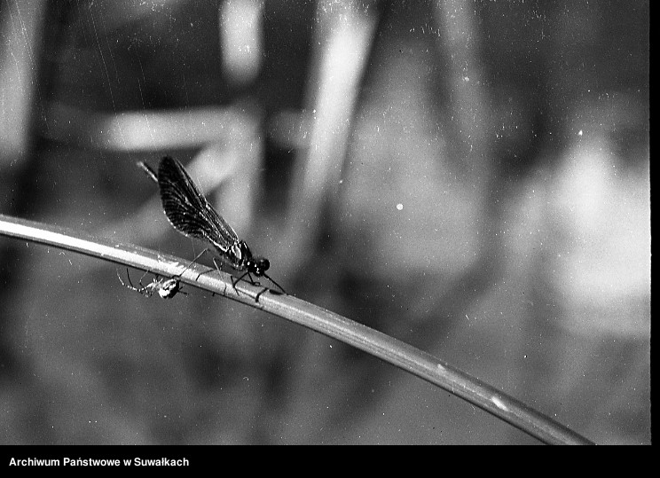 image.from.unit.number "Ważka i pająk na łodydze."