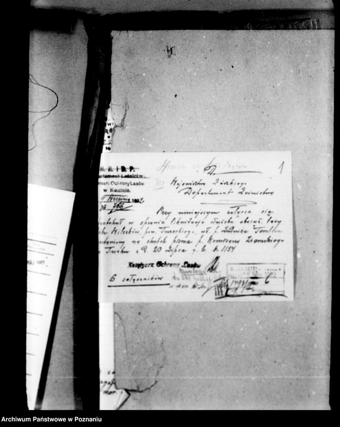 Obraz 5 z jednostki "Lustracja lasów majątku Wilczków powiat turecki"