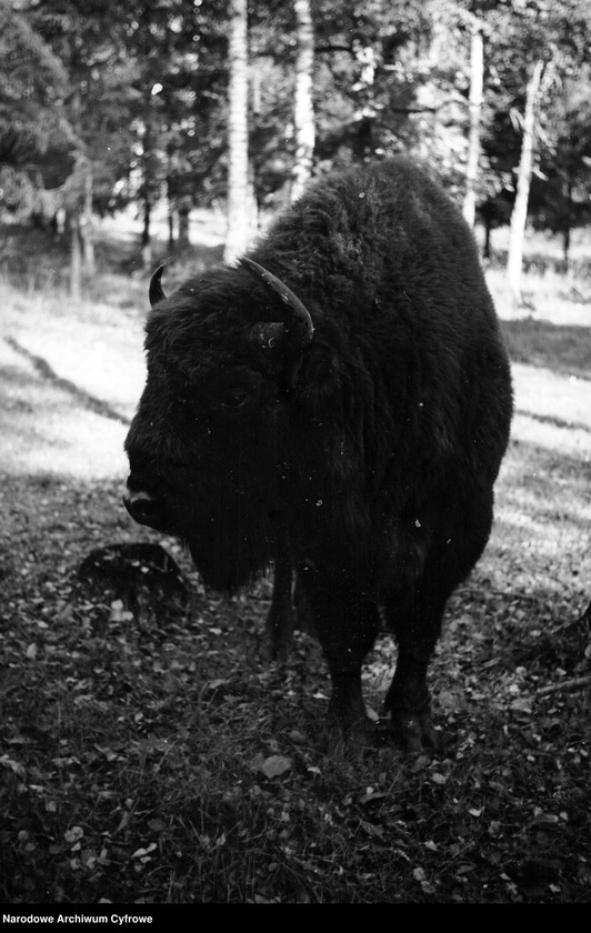 image.from.unit.number "Białowieża"