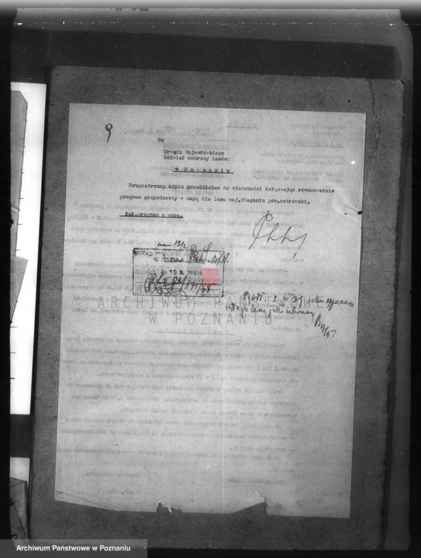 Obraz 13 z jednostki "Las majętności Bieganin powiat obornicki"