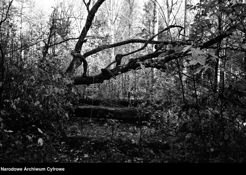 Obiekt Fragmenty powalonych drzew w puszczy. z jednostki Białowieża