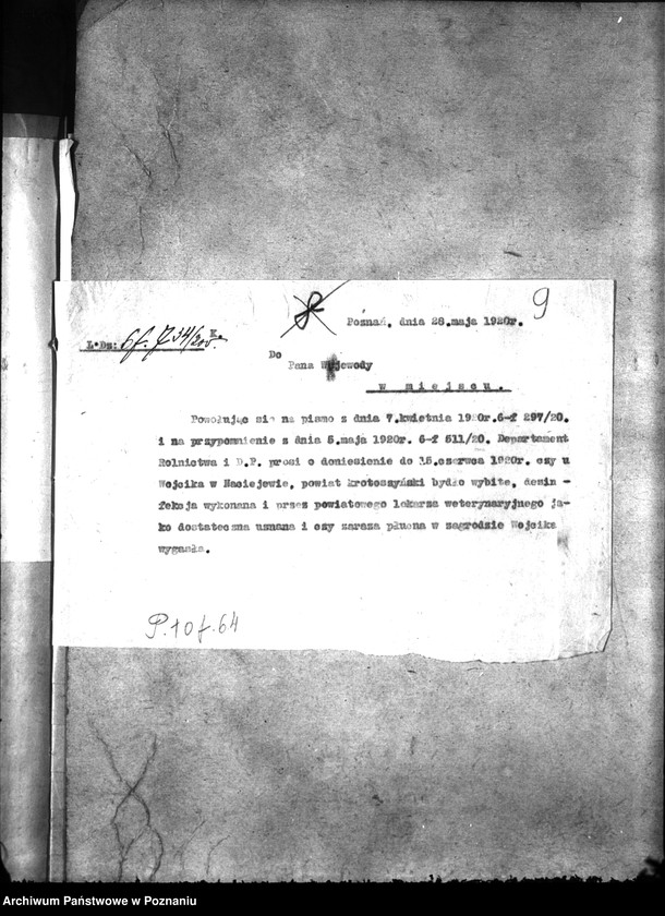 Obraz 13 z jednostki "Zaraza płucna - Krotoszyn"