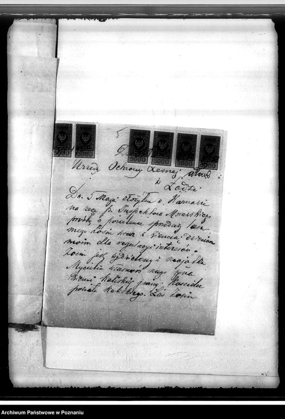 Obraz 9 z jednostki "Sprawa uzyskania zezwolenia na wyrąb jednorazowy 3 poręb w lesie majątku Mycielin powiat kaliski"