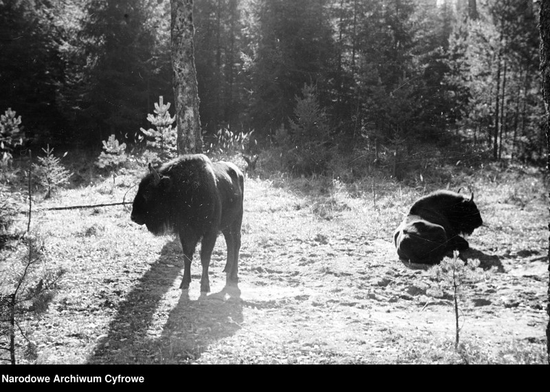 image.from.unit.number "Białowieża"