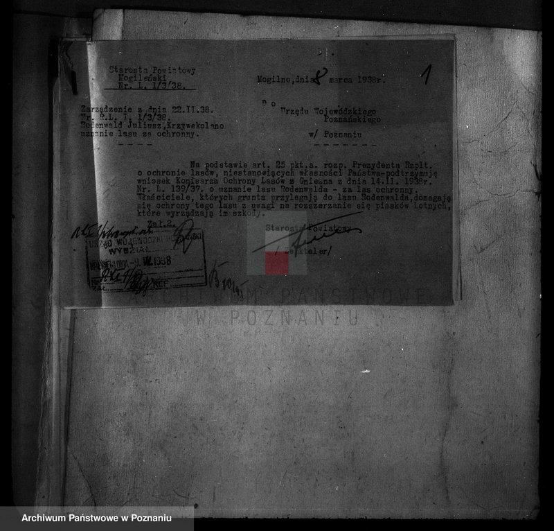 Obraz 5 z jednostki "Krzywekolano powiat mogileński /las Juliuszy Rodenwalda/"