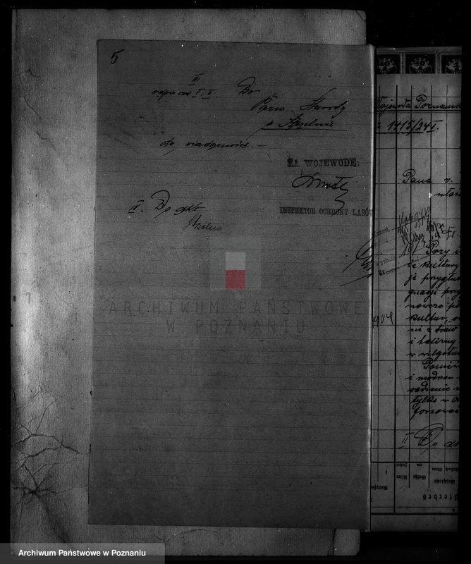 Obraz 10 z jednostki "Nadzór nad gospodarką w lasach majętności Markowice powiat mogileński"