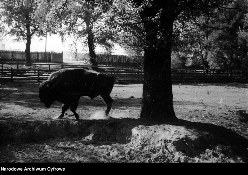 image.from.unit.number "Białowieża"