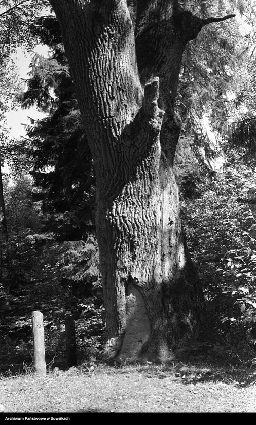 image.from.unit.number "Drzewo, [okolice Suwałk ?]"