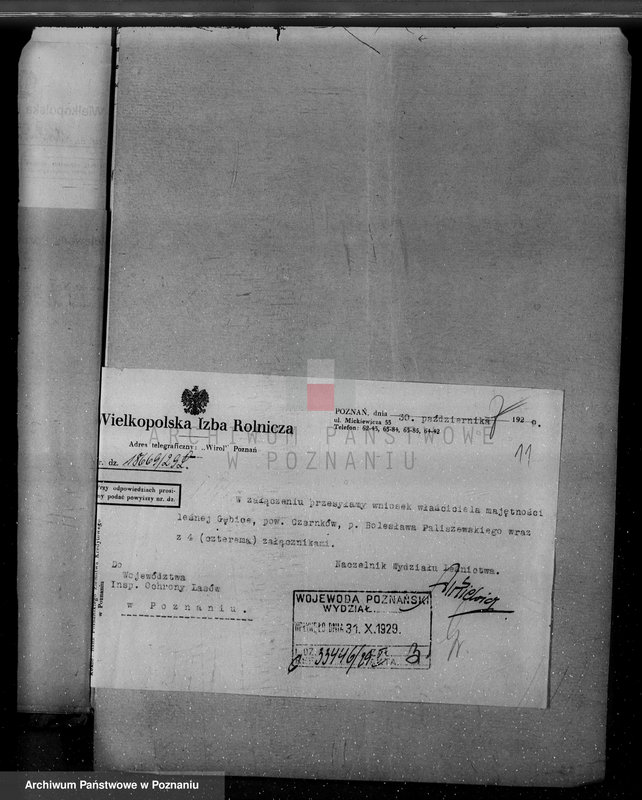 Obraz 15 z jednostki "/Nadzór nad lasami/ majętności Gębice powiatu czarnkowskiego"