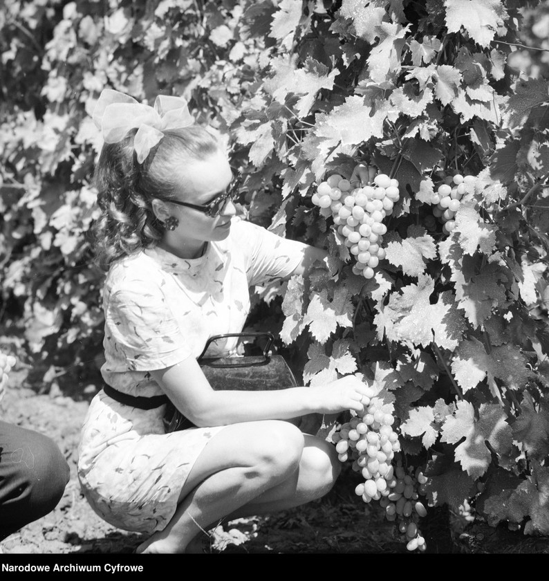 image.from.unit.number "Zakład produkcyjny Przedsiębiorstwa Handlu Zagranicznego "Hortex" w Górze Kalwarii"