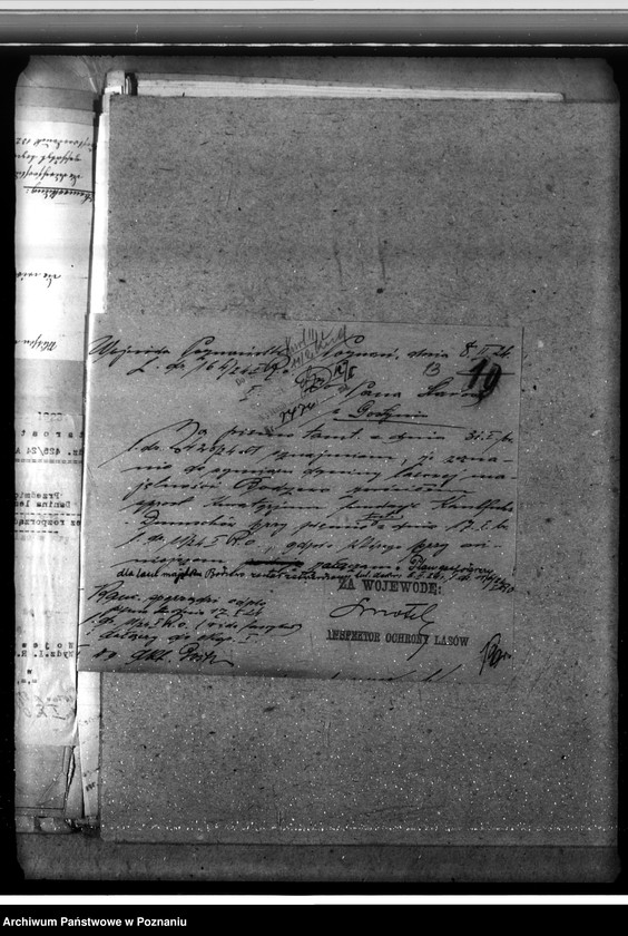 Obraz 17 z jednostki "Las fundacyjny Bodzewo w powiecie gostyńskim"