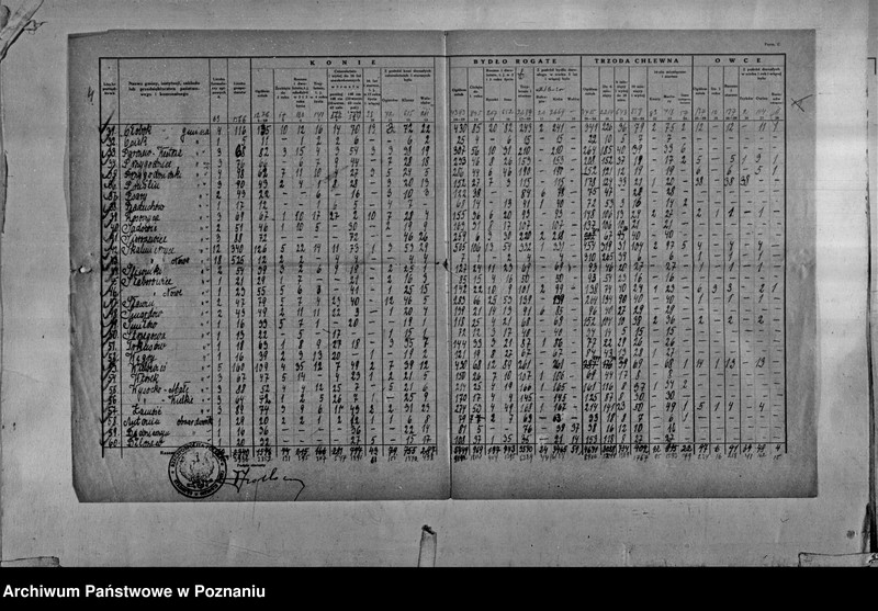 Obraz 5 z jednostki "Spis koni, bydła, trzody chlewnej i owiec - zestawienie z terenu powiatu ostrowskiego"