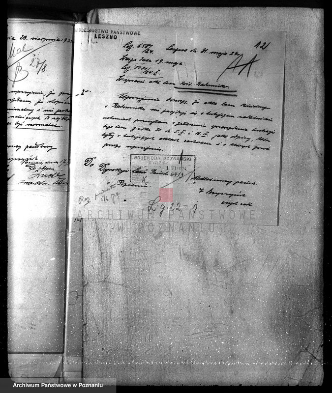 Obraz 16 z jednostki "Las parafialny kościoła w Radomicku powiat kościański"