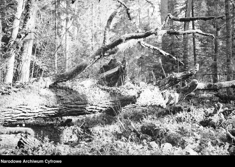 image.from.unit.number "Białowieża"