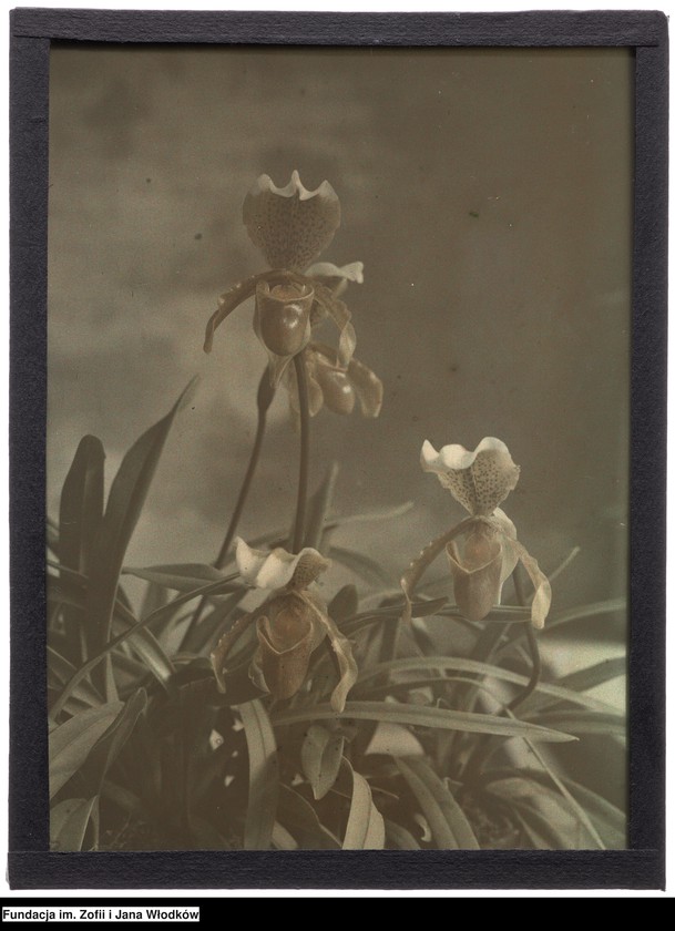 image.from.unit.number "Paphiopedilum (sabotek). Kraków, Ogród Botaniczny UJ"