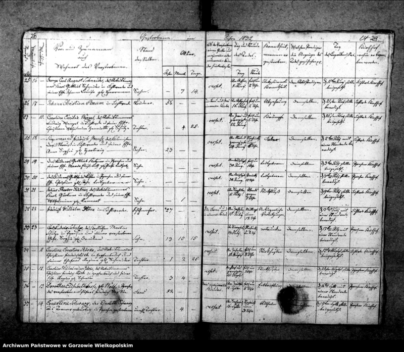 Obraz 19 z jednostki "Duplikate der Kirchenbücher von Pyrehne (Pyrzany): Pyrehne (Pyrzany), Woxholländer (Oksza), Logau (Łagów), Schützensorge (Kłopotowo), Pyrehner Holländer (Pyrzanki), Gross Rehne (Rań), Enterwerder (Kownatki), Stremeltswerder, Radewiesen (Zagajno), Ludwigshof (Okrąglica)."