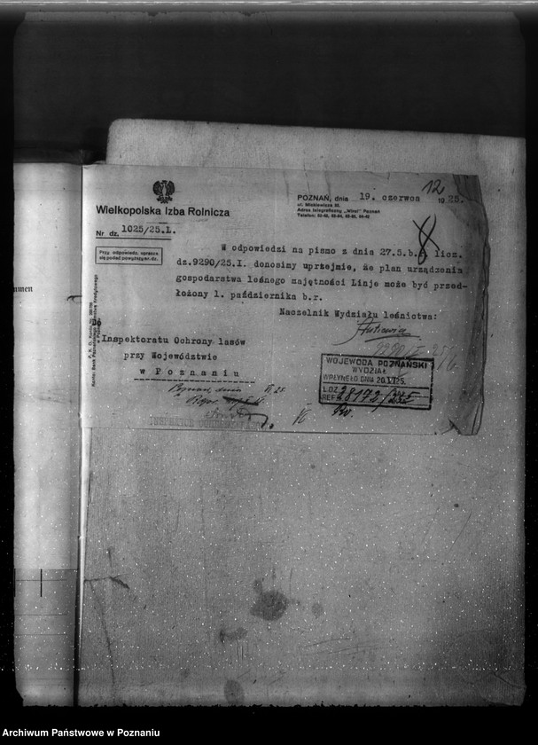 Obraz 16 z jednostki "Majętność leśna Linie w powiecie nowotomyskim"