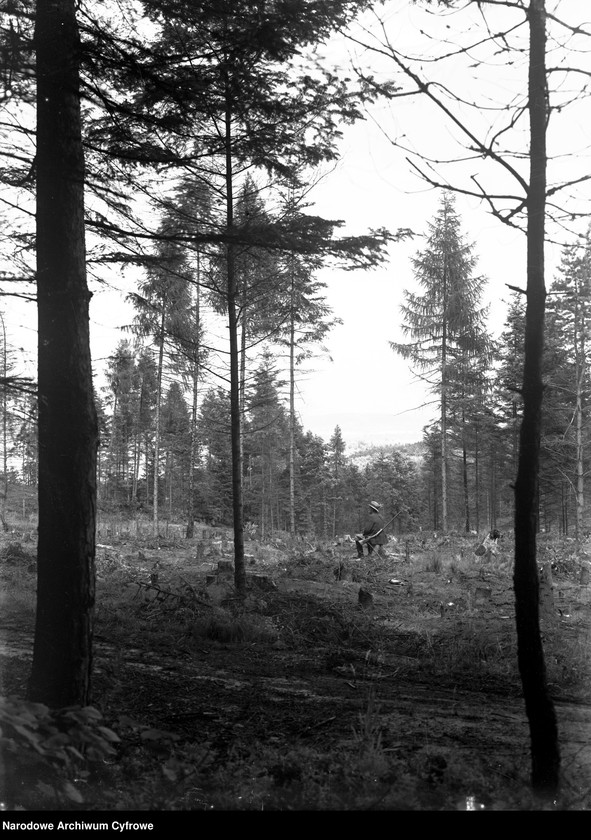 Obraz 5 z jednostki "Polowanie w lasach "Burzynek" należących do Stanisława Burzyńskiego"