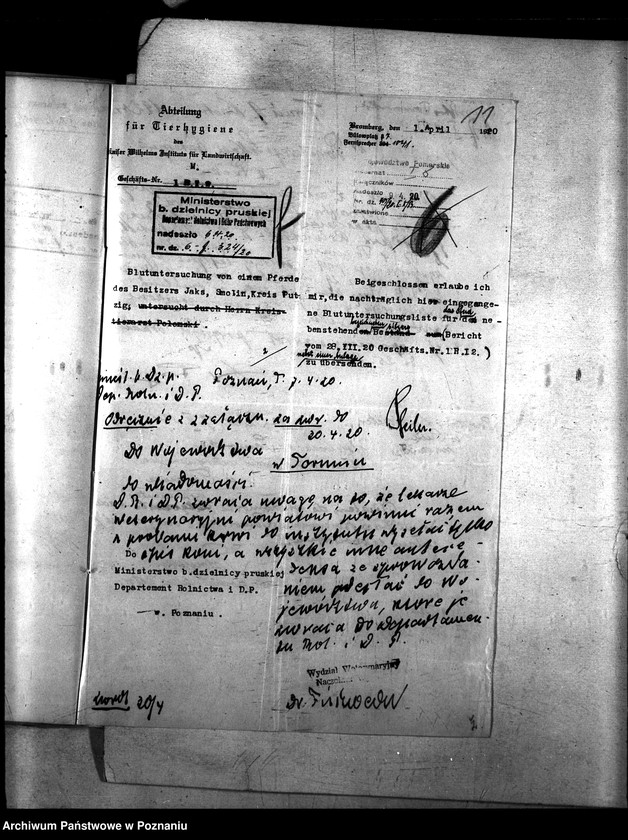 Obraz 15 z jednostki "Nosacizna - Puck"