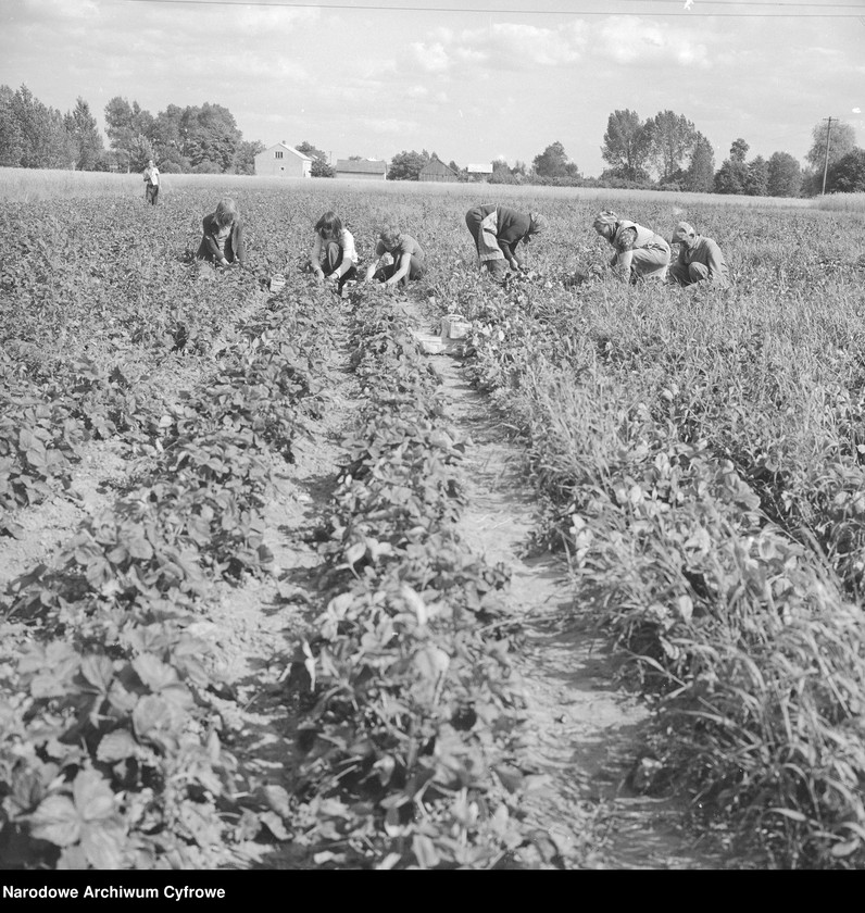 image.from.unit.number "Zbiór truskawek, skup owoców i warzyw we wsi Sobienie-Jeziory"