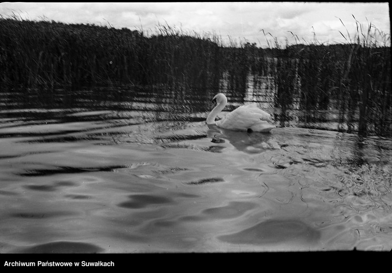 image.from.unit.number "Łabędź na jeziorze."