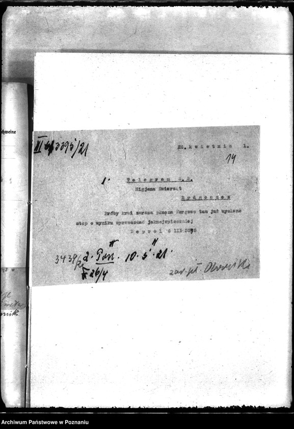 Obraz 18 z jednostki "Zaraza płucna - Oborniki"