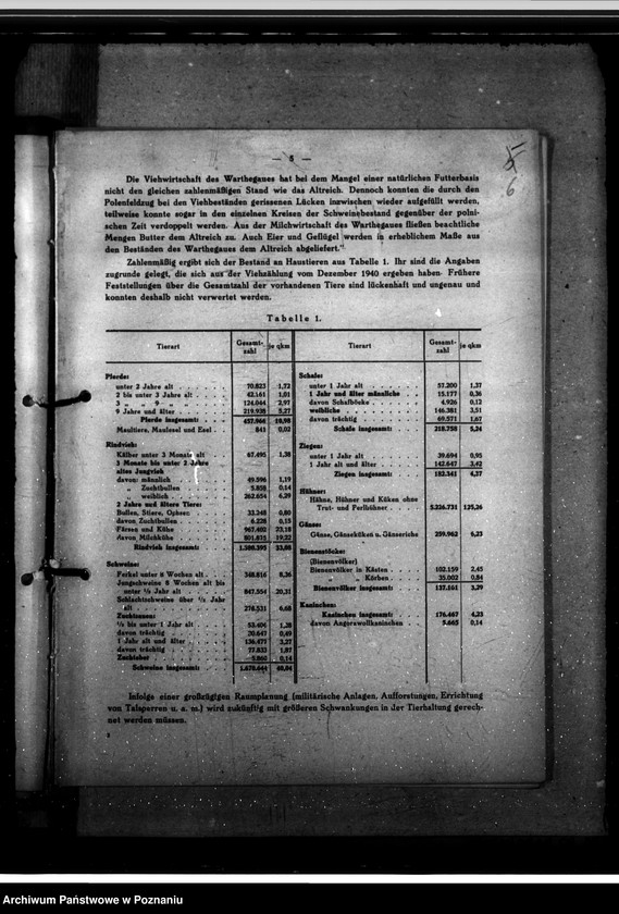 Obraz 10 z jednostki "Jahresveterinärberichte"