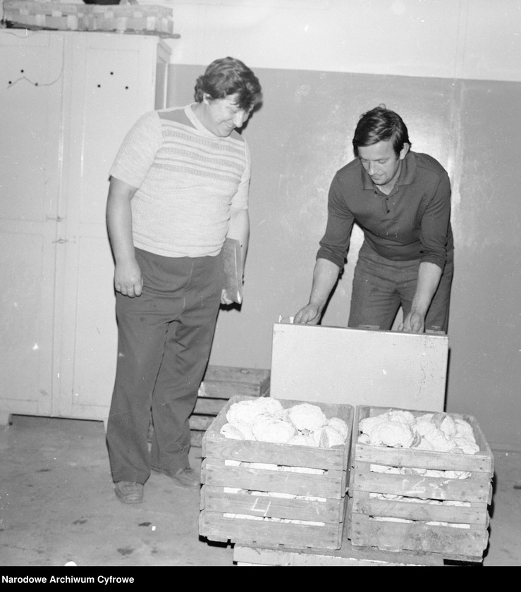 image.from.unit.number "Zbiór truskawek, skup owoców i warzyw we wsi Sobienie-Jeziory"