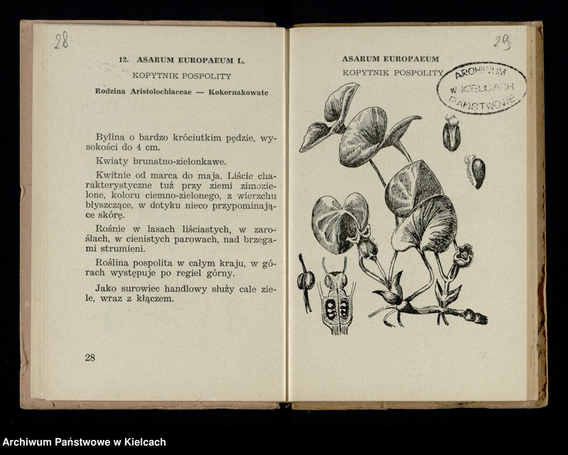 image.from.collection.number "Rośliny lecznicze111"