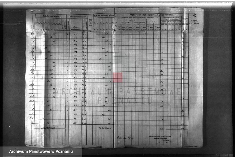 Obraz 19 z jednostki "Majętność leśna Ławica w powiecie międzychodzkim /nadzór nad gospodarką leśną/"