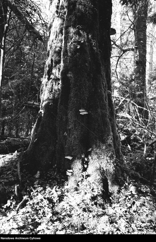 image.from.unit.number "Białowieża"