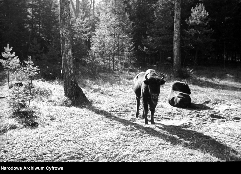 image.from.unit.number "Białowieża"
