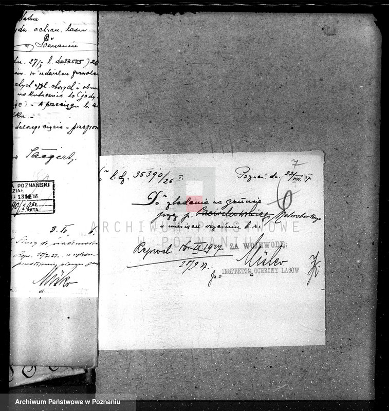 Obraz 11 z jednostki "Nadzór nad lasami majętności Maciejewo w powiecie czarnkowskim"