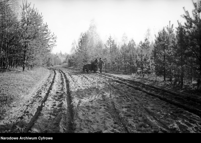 image.from.unit.number "Białowieża"