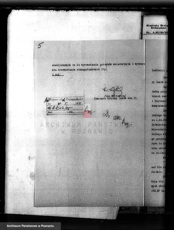 Obraz 9 z jednostki "Nadzór nad gospodarką w lasach majętności Czacz-Białcz powiat kościański"