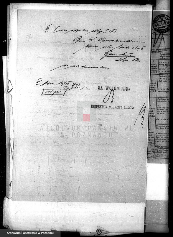 Obraz 11 z jednostki "Magistrat miasta Czarnkowa /nadzór nad gospodarką leśną/"