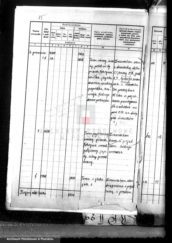 Obraz 19 z jednostki "Nadzór nad gospodarką w lasach majątku Lubinia-Wielka w powiecie jarocińskim"