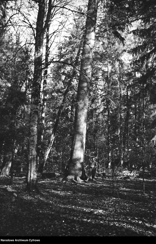 image.from.unit.number "Białowieża"