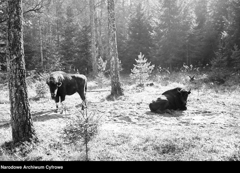 image.from.unit.number "Białowieża"