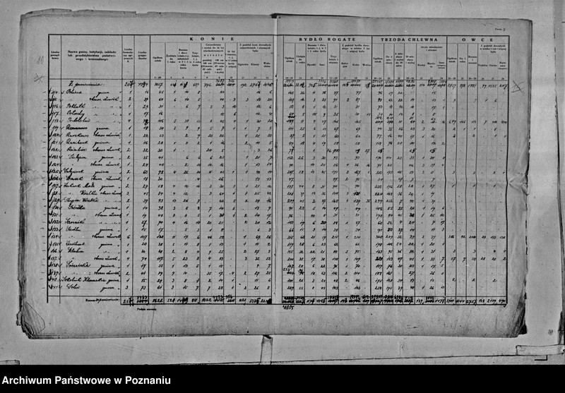 Obraz 13 z jednostki "Spis koni, bydła, trzody chlewnej i owiec - zestawienie z terenu powiatu średzkiego"