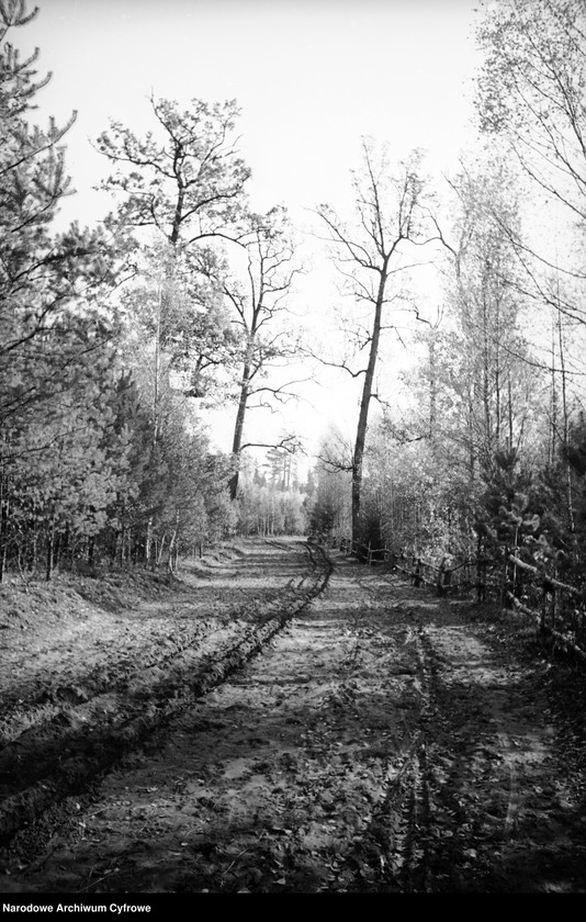 image.from.unit.number "Białowieża"