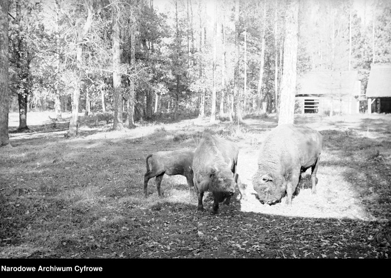 Obiekt Trzy żubry. W oddali szopy. z jednostki Białowieża