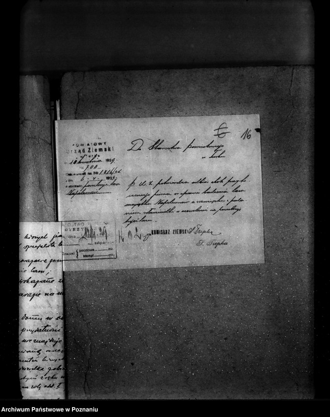 Obraz 20 z jednostki "Las majątku Napoleonów nr 1 własność Eweliny Wisłockiej powiat turecki"